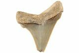 Serrated Angustidens Tooth - Megalodon Ancestor #202419-1